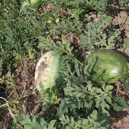 Mogla Tashan 3* Muğla